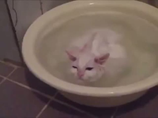 Funny Crazy Cats Playing in Water & Taking Baths - Funny Kitty Cats
