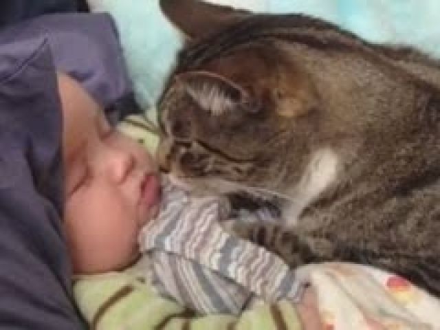 Cats Love Babies Compilation