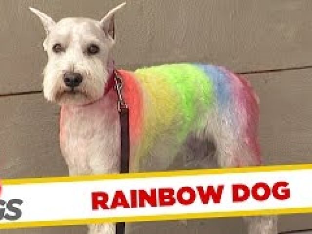 Dog Has Rainbow Fur !