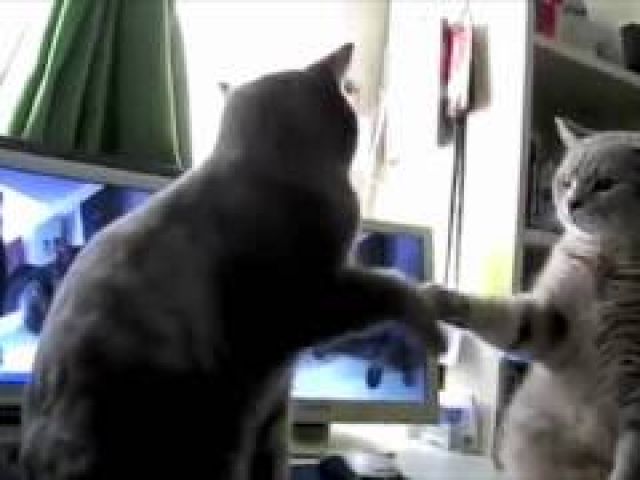 Cats Playing Patty-cake