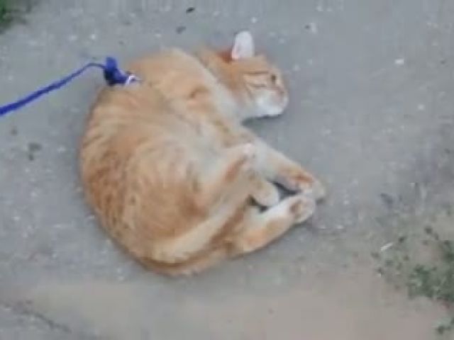 Lazy Cat Don't Want To Move Video - PHONEKY