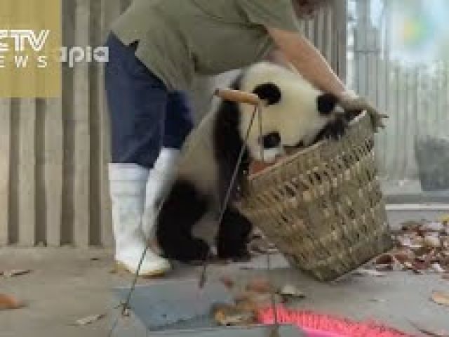 Watch: Giant pandas create trouble as staff cleans their house