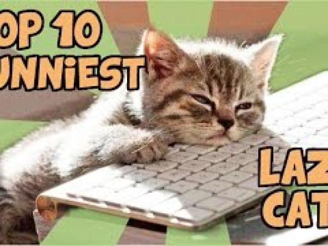 Top 10 Laziest Cats Of All Time