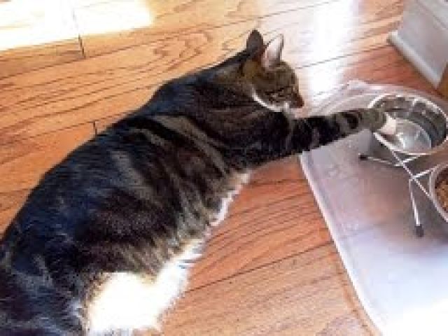 How Lazy Cats Drink Water Compilation