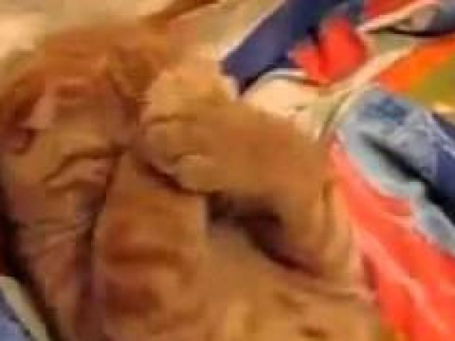 Cute orange lazy cat doesn't wanna wake up