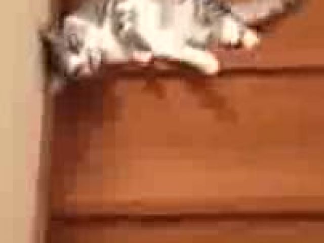 Lazy Cat Down From Stairs