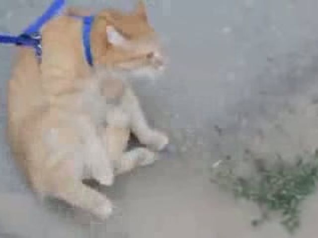 Lazy Cat Don't Want To Move Video - PHONEKY Lazy Cat Don't Want To Move Video - PHONEKY