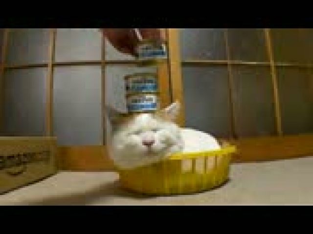 Lazy Cat Just Doesn't Care Video - PHONEKY Lazy Cat Just Doesn't Care Video - PHONEKY