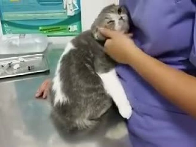 When Cat Need To Inject