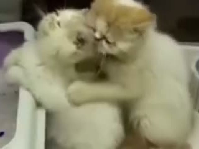 Cat Massage each other