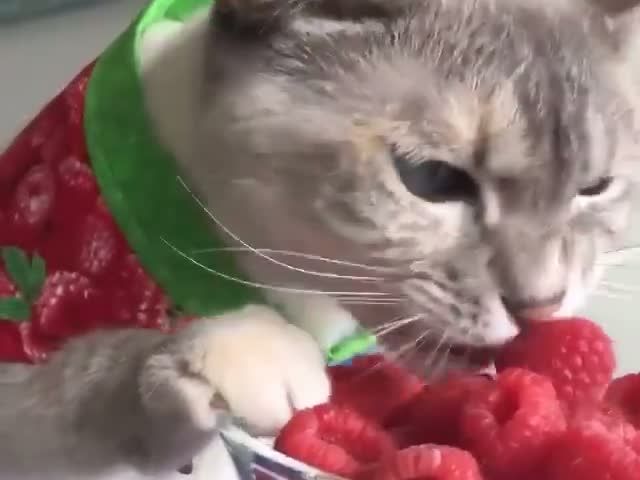 Funny Cat Eat Raspberry