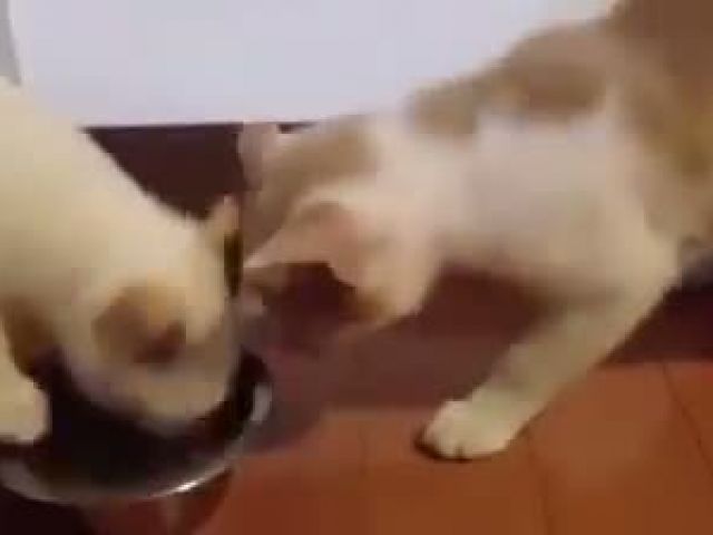 One For You One For ME (Funny Cat)