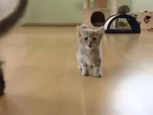 Funny Small Cat Louder Shoutt