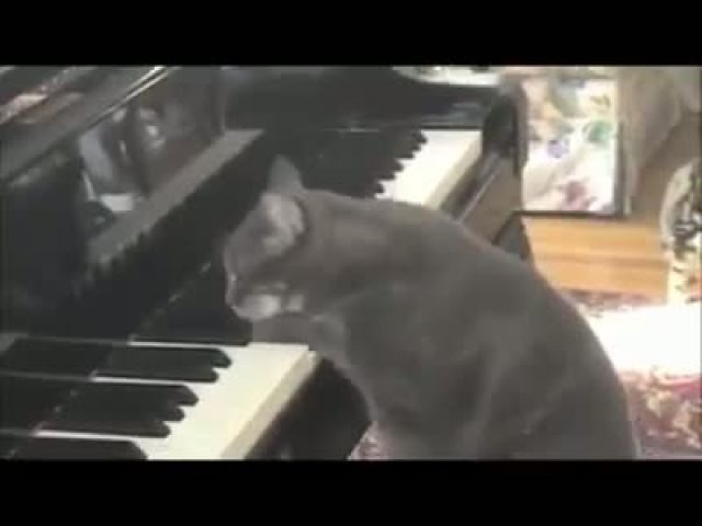 Cat Plays Piano