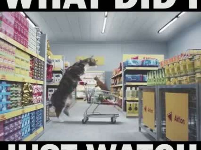 Cat At Supermarket