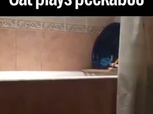 Cat Plays Peekaboo