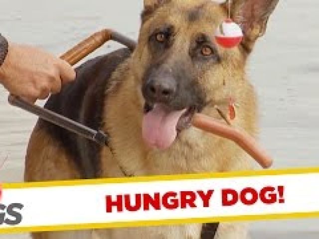 Guide Dog Betrays Blind Man for Food Prank!