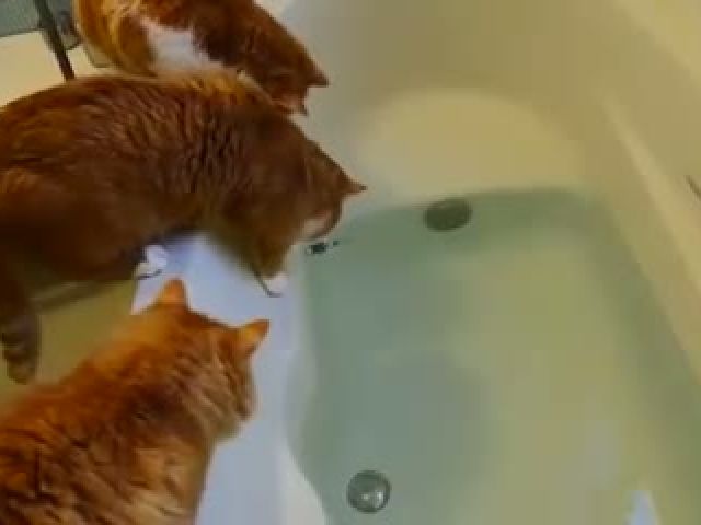 A cat fell into the bath tub