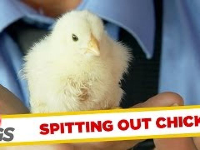 Man Spits Out Live Baby Chick !