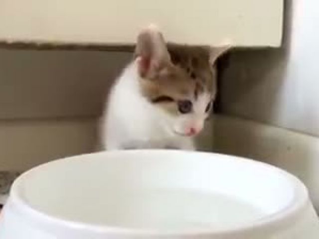 Cute Funny Cat Drink