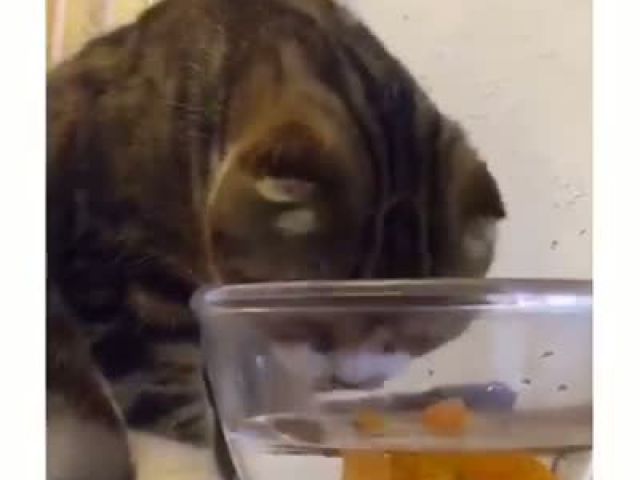 Funny Cat and Gold Fish