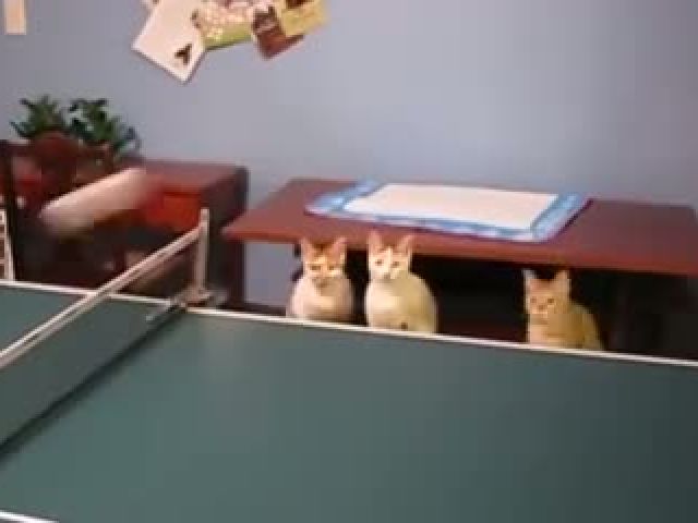 Funny ping pong cats