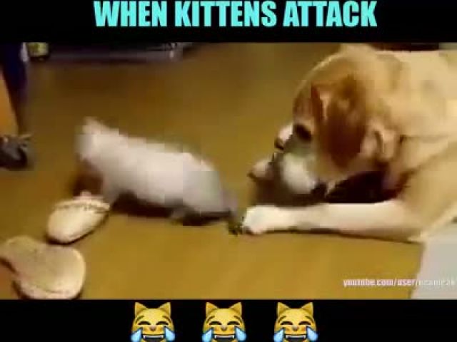 Adorable Funny Kittens