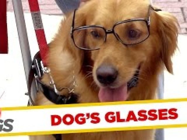 Dog Getting Its Geek On!