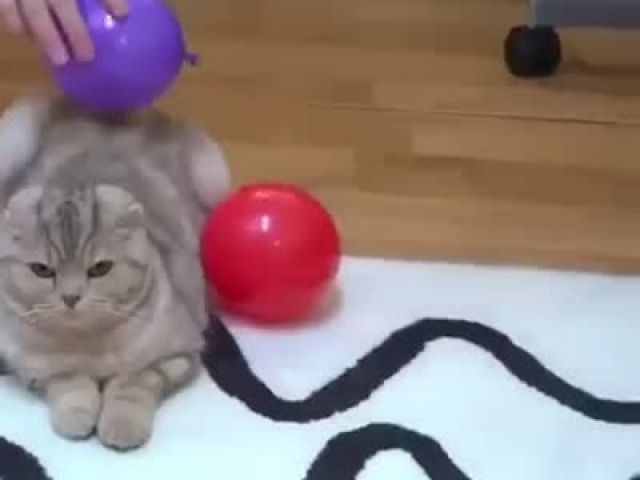 Cute Cat With Balloon