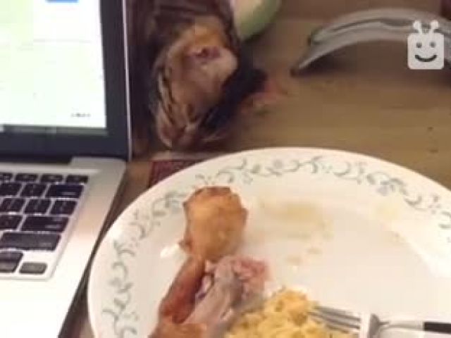 Cat Wants to Eat Chicken