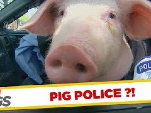 Piggy Cops & Dirty Psychics