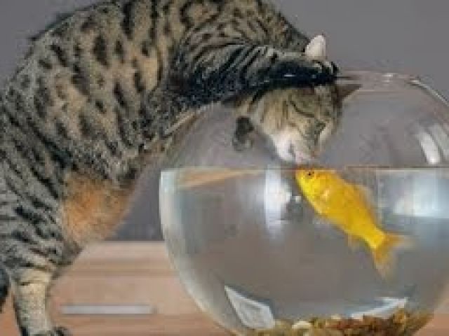 Funny cats vs fish tanks - Cute cat compilation