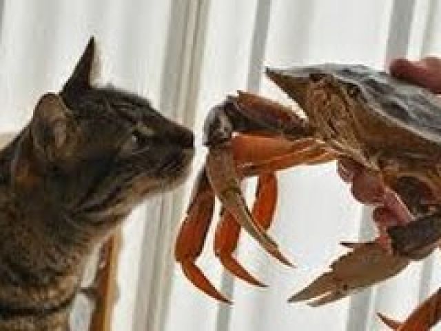 Cats vs crabs