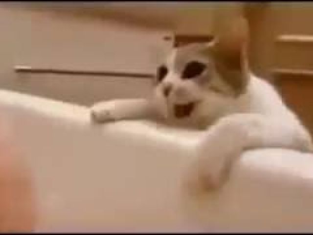 Cutest Kitty: Cat Tries Saving His Human From “Drowning” In The Bathtub