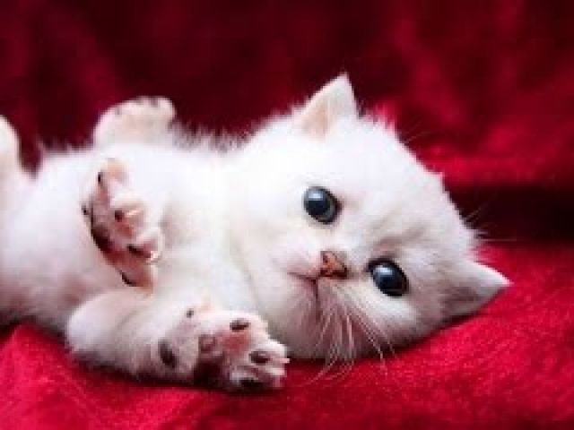 Funny Cute Baby Cat Videos