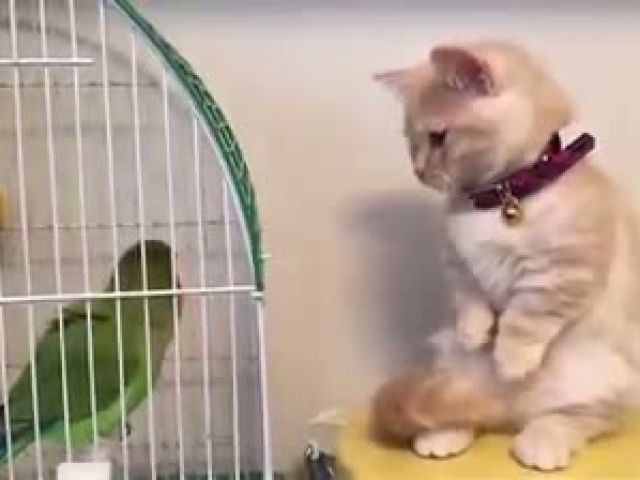 Cat and Parrot