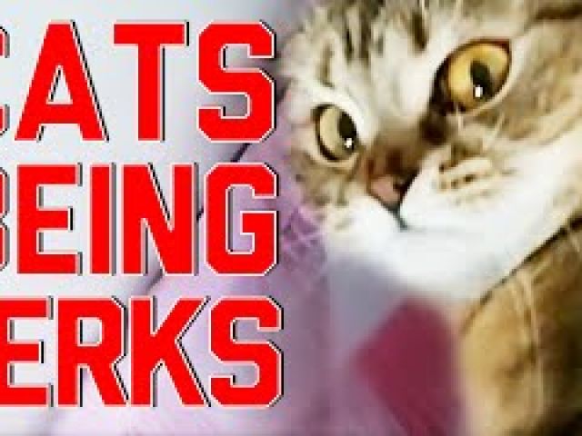 Cats Being Jerks Video Compilation