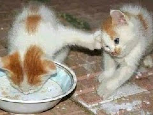 Funny Cats And Kittens Who Don't Want To Share Their Food Compilation