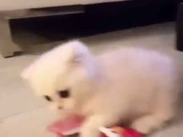 Funny Cat Stole