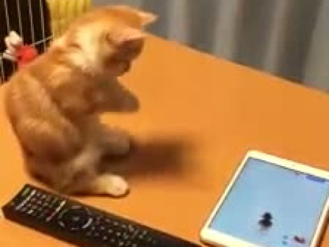 Just a tiny kitten getting excited over virtual fish