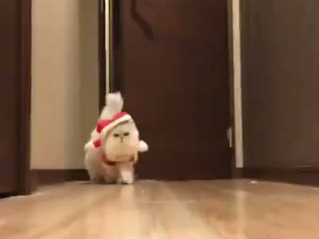 Santa Claws is here!