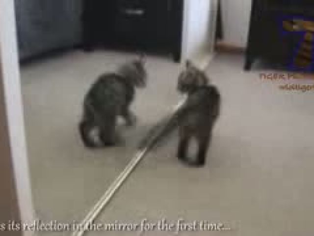 Kittens see do things for the first time - Funny and cute cat compilation