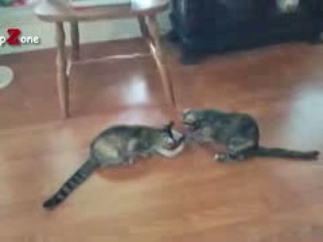 Funny Cats And Kittens Who Don't Want To Share Their Food Compilation