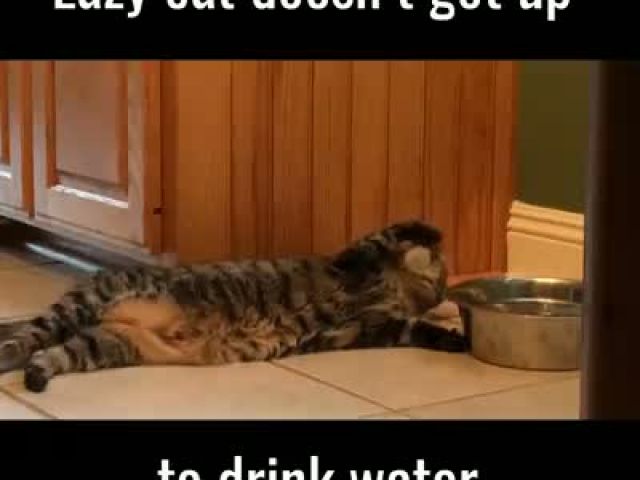 Lazy cat Doesn't Get Up to Drink Water