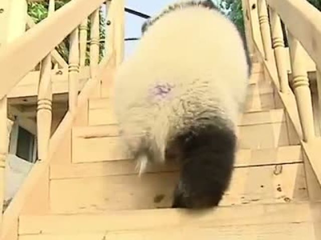 Pandas Playing on a Slide