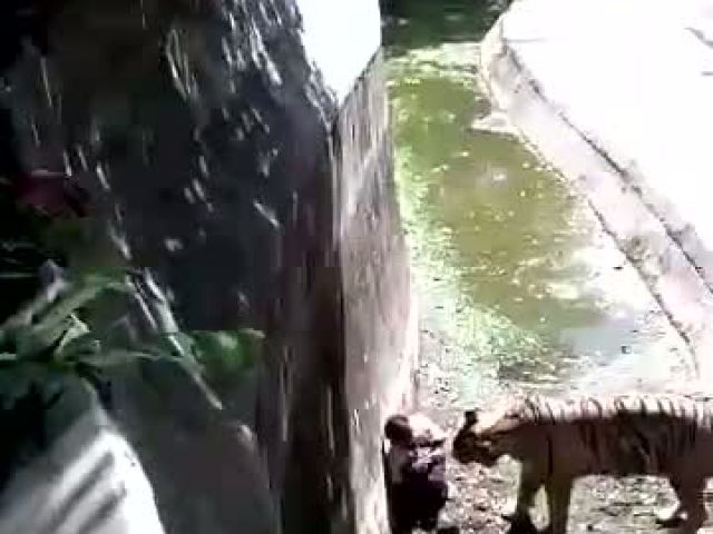 Tigers Kills Youth at Delhi Zoo