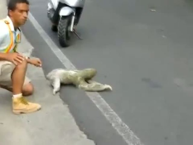 Sloth Crossing the Street- I Believe I Can Fly
