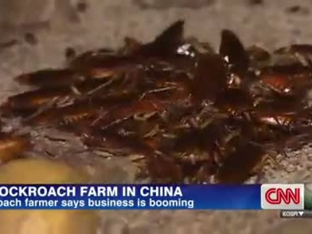 cockroach Farm