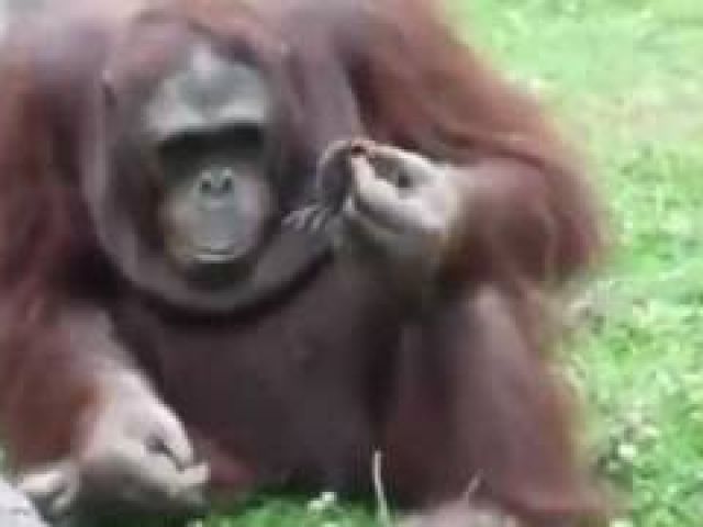 Orangutan Saves Baby Chick from Drowning!