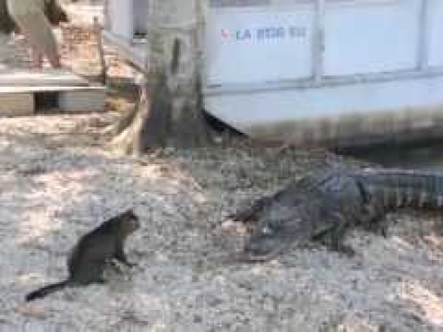Pet Cat Saves Boy from Two Vicious GATORS